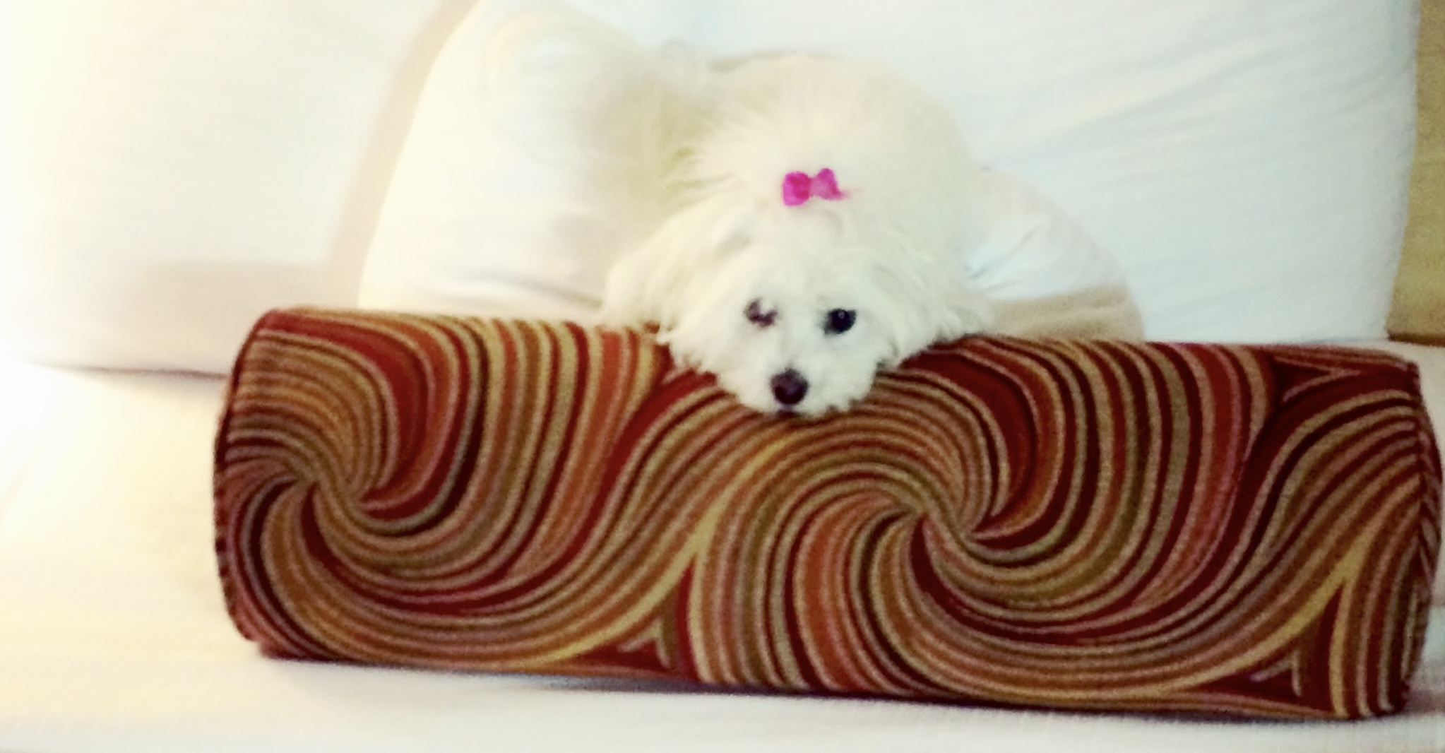 Saying goodbye: helping families heal after the loss of a pet Saying goodbye to gigi after 16 years for an article - saying goodbye to a pet is never easy. Learn how to prepare for their final days, support grieving children, and find healing through love and ritual.