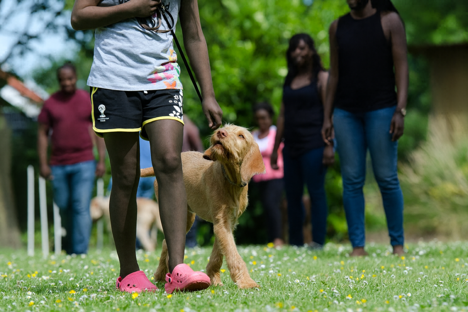 Dog training san antonio prices: what to expect Dog training san antonio prices shown during an outdoor obedience class with african american trainers and a pointing dog on a grassy field.